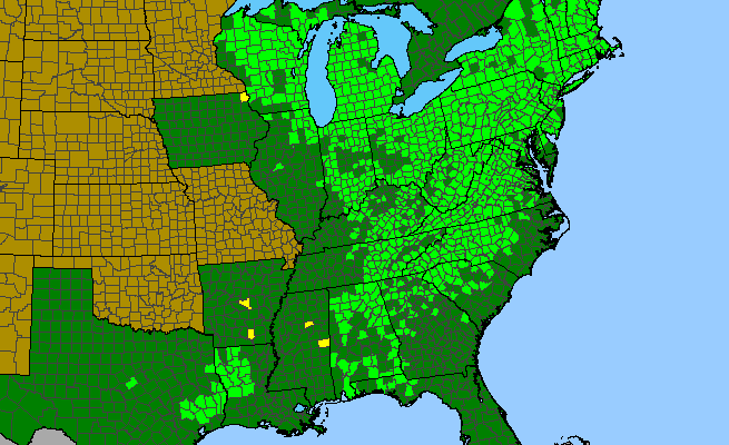 The range of Viburnum acerifolium